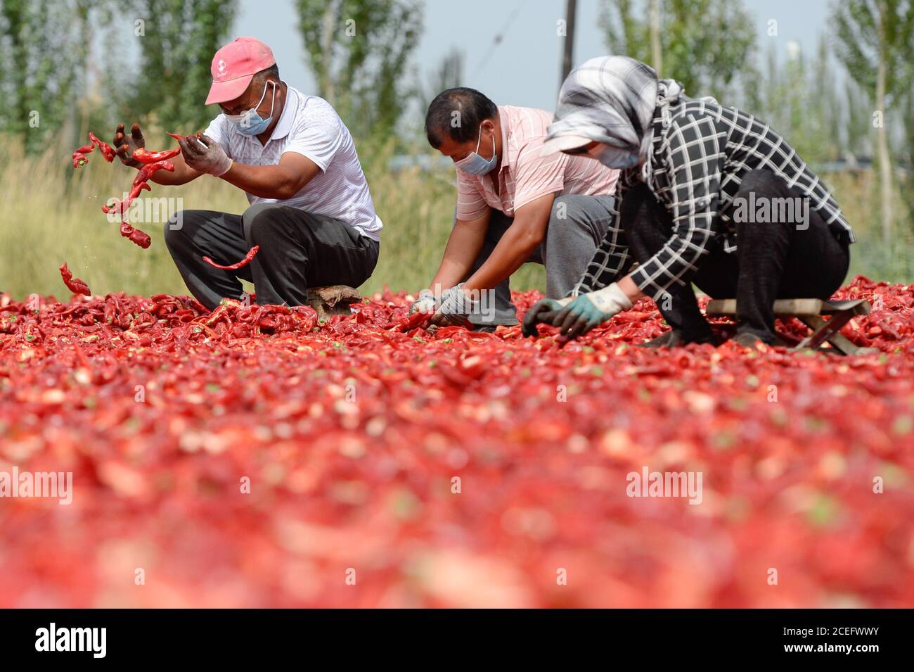 Bohu, la région autonome de Xinjiang Uygur en Chine. 1er septembre 2020. Les agriculteurs ont des enfants dans le village de Dongdahan, dans le comté de Bohu, dans la préfecture autonome mongole de Bayingolin, dans la région autonome du Xinjiang au nord-ouest de la Chine, le 1er septembre 2020. Plus de 500,000 um (environ 33,333 hectares) de piments de Bayingolin entrent maintenant dans la saison de récolte. Au cours des dernières années, les autorités locales ont encouragé les agriculteurs locaux à planter des variétés de Chili de haute qualité et à haut rendement en fonction des besoins du marché, afin de contribuer à améliorer leurs revenus. Credit: Ding Lei/Xinhua/Alay Live News Banque D'Images