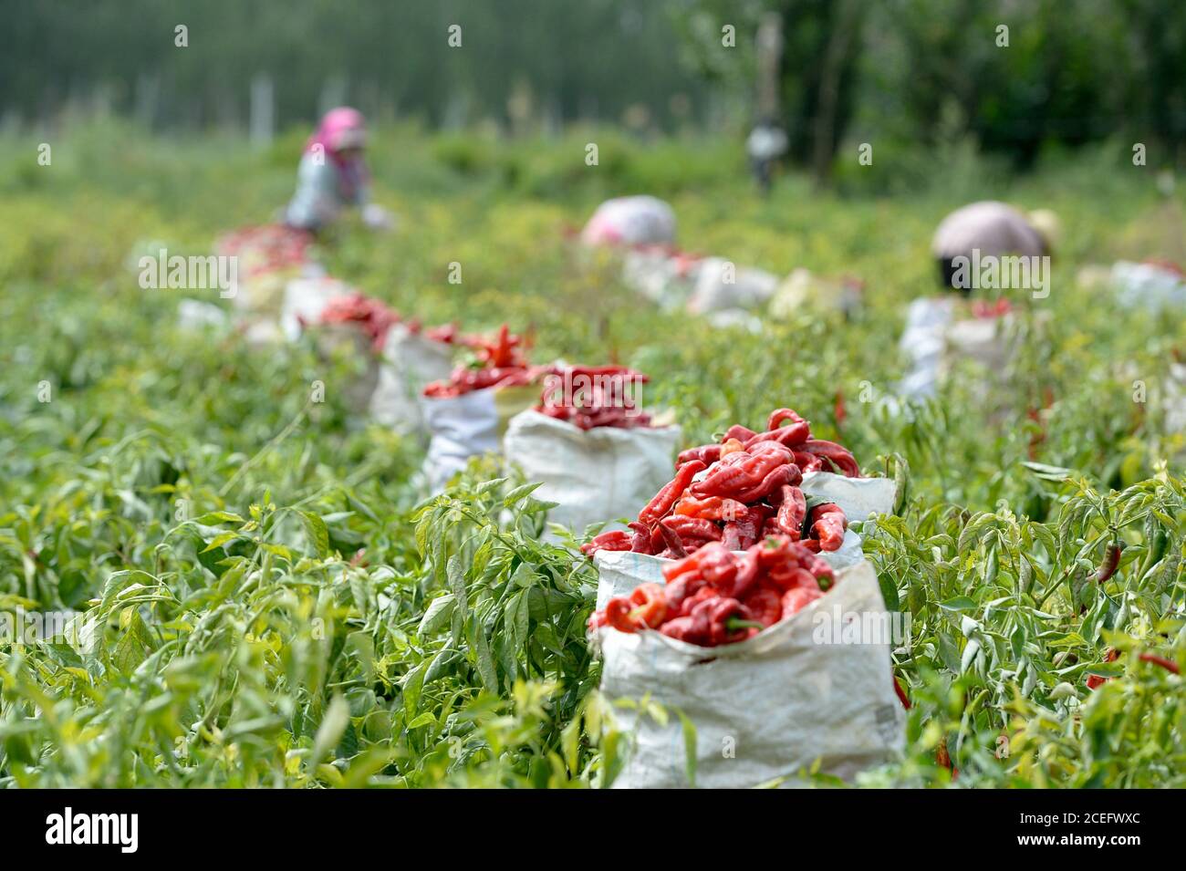 Bohu, la région autonome de Xinjiang Uygur en Chine. 1er septembre 2020. Les agriculteurs récoltent des piments dans un village du comté de Bohu, dans la préfecture autonome mongole de Bayingolin, dans la région autonome du Xinjiang au nord-ouest de la Chine, le 1er septembre 2020. Plus de 500,000 um (environ 33,333 hectares) de piments de Bayingolin entrent maintenant dans la saison de récolte. Au cours des dernières années, les autorités locales ont encouragé les agriculteurs locaux à planter des variétés de Chili de haute qualité et à haut rendement en fonction des besoins du marché, afin de contribuer à améliorer leurs revenus. Credit: Ding Lei/Xinhua/Alay Live News Banque D'Images