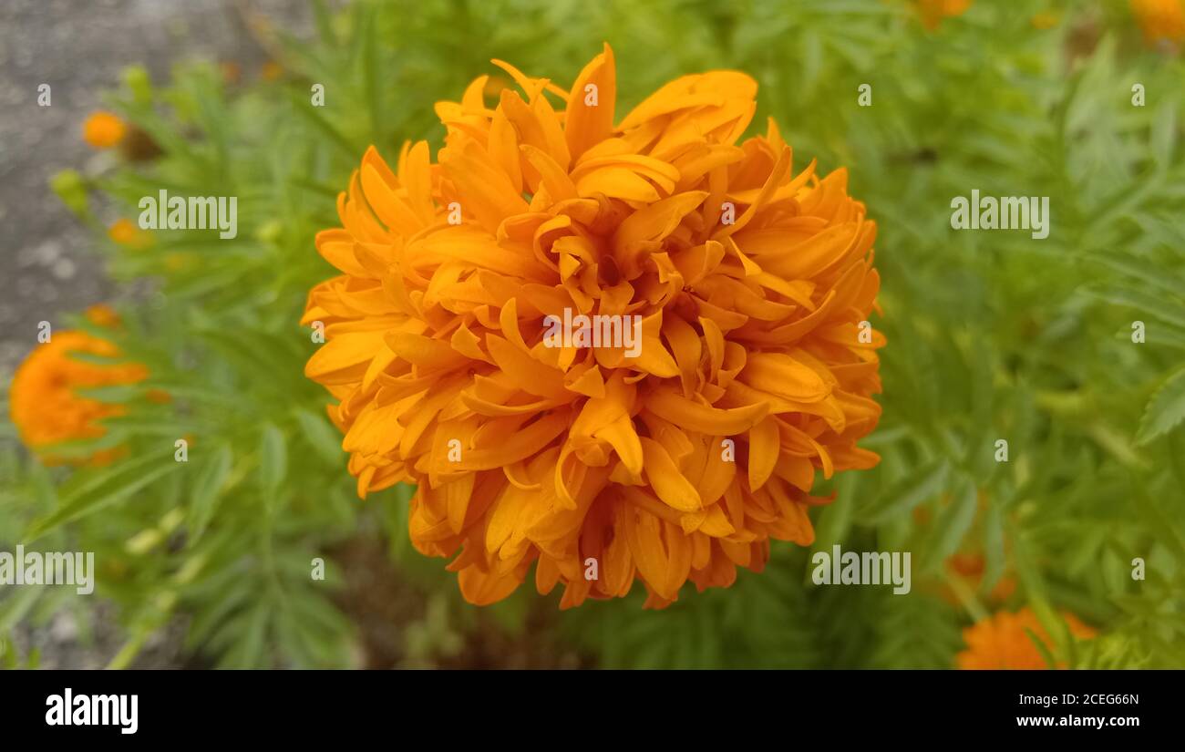 orange tagetes fleurs de patula ou fleur mexicaine ou fleur de marigold famille Banque D'Images