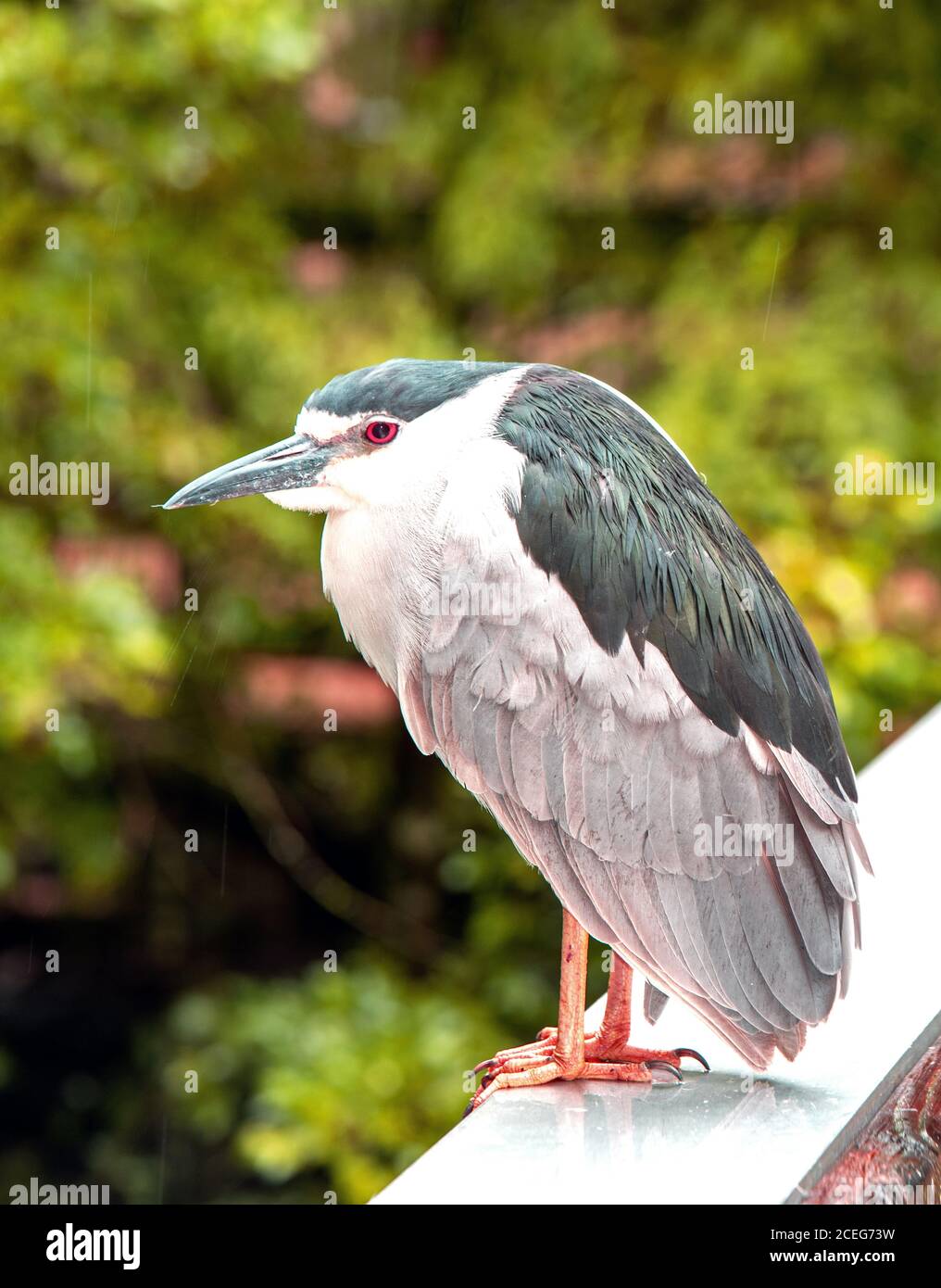 Le Black Crown Night Heron Banque D'Images