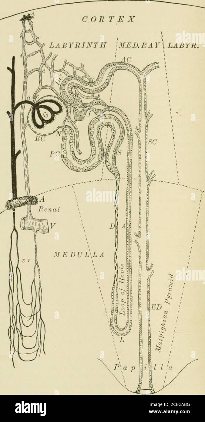 . Livre de texte d'histologie normale : y compris un compte rendu du développement des tissus et des organes. Section de rein humain partie a a injecté une artère interlobulaire donnant sur l'afferent tw g (i), c, vessépasser efférent dans les capillaires intertubulaires [d); e, convolutedcapillaires de glomérule ; /, couche externe de Bowmans Cap-sule, dont les noyaux montrent à g: h, uriniferoustule en coupe transversale, /, en coupe oblique. 194 HISTOLOGIE NORMALE.Fig. 237.. Diagramme pelvien du rein, montrant le cours des tubules urinifères et des vaisseaux sanguins ; Forcomeach le moi Banque D'Images