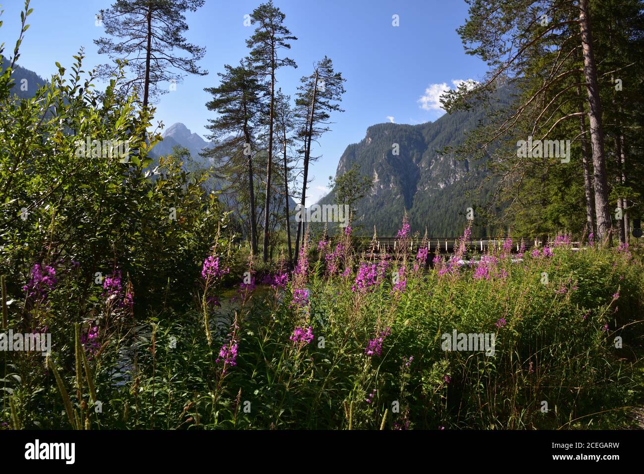 Rive fleurie sur la rivière Rienza au lac Dobbiaco Banque D'Images