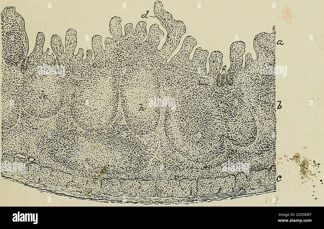 . Livre de texte de l'histologie normale: Y compris un compte rendu du développement des tissus et des organes. Est masqué. Dans la partie supérieure du duodénum, de nombreuses masses mal définies du tissu adénoïde se trouvent la muqueuse entre les FolHcles et représentent les glandsde l'estomac. Les glandes agmées, ou cellules de Peyers, sont de grands ovalgroupes de follicules lymphoïdes étroitement agrégés, maintenus et mélangés à la géthère par le tissu adénoïde diffus. Ces plaques varient en taille ahdnumber, et sont habituellement limitées aux deux tiers inférieurs de l'intestin grêle, atteignant leur plus haut développement dans l'iléon, Banque D'Images