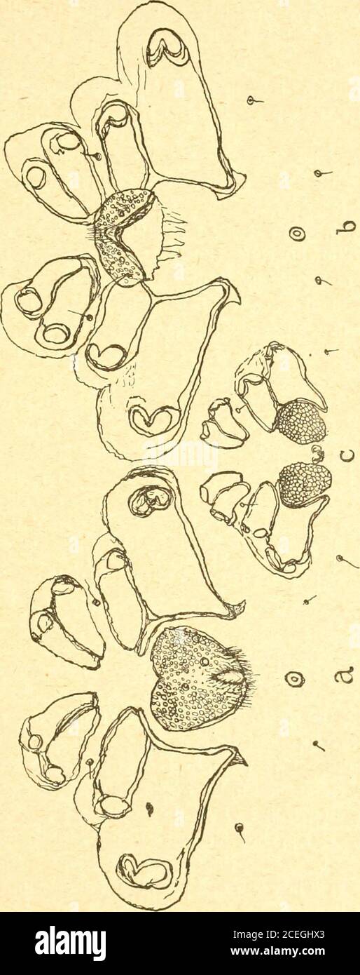 . Russkoe entomologicheskoe obozrenie = Revue russe d'entomologie. , aiguëe; la IV. paire de boutons ne tousepas lorgane génital. Les pattes res- oj- tente conformes autotype des Hydrachnaeet possèdent un grand nom de poils, desoies et dépins. Le niveau des pattes (chez un malle de2200 |i de long)est environ : 1.1200 v-,II 1680 pi, III 1820 c., IV 2200 i (la IV.paire a du moins laalongueur du corps). Lorgane gomi-tal externe est (com-me ordinaire) situéentre la IV. Pairetépimères et chez lemâle (fig. 3 a) largecordiforme, mais il negouche pas les épimè-res (III.); il possèdeun grand nombr Banque D'Images