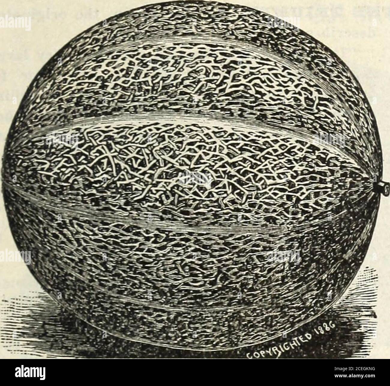 Jardin Cole Annuel Rocky Ford Musk Melon Rocky Ford Au Cours Des Dernieres Annees Les Melonproducteurs De Rocky Ford Colorado Ont Shipedimense Quantites De Cette Variete A Toutes Les Villes Des