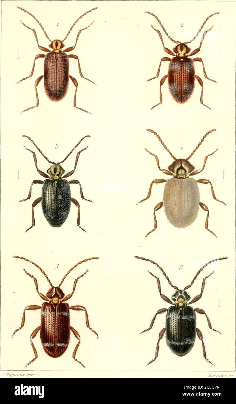 Annales De La Societe Entomologique De France J Jlianeauj Del Et P Lebrun J C D R Lt Rabiis Adonis Jlampe 2 Carahus Eh Jii Thcnu On 3 Cnraius Fiduciarius Thom Tarir Imfi Htna T