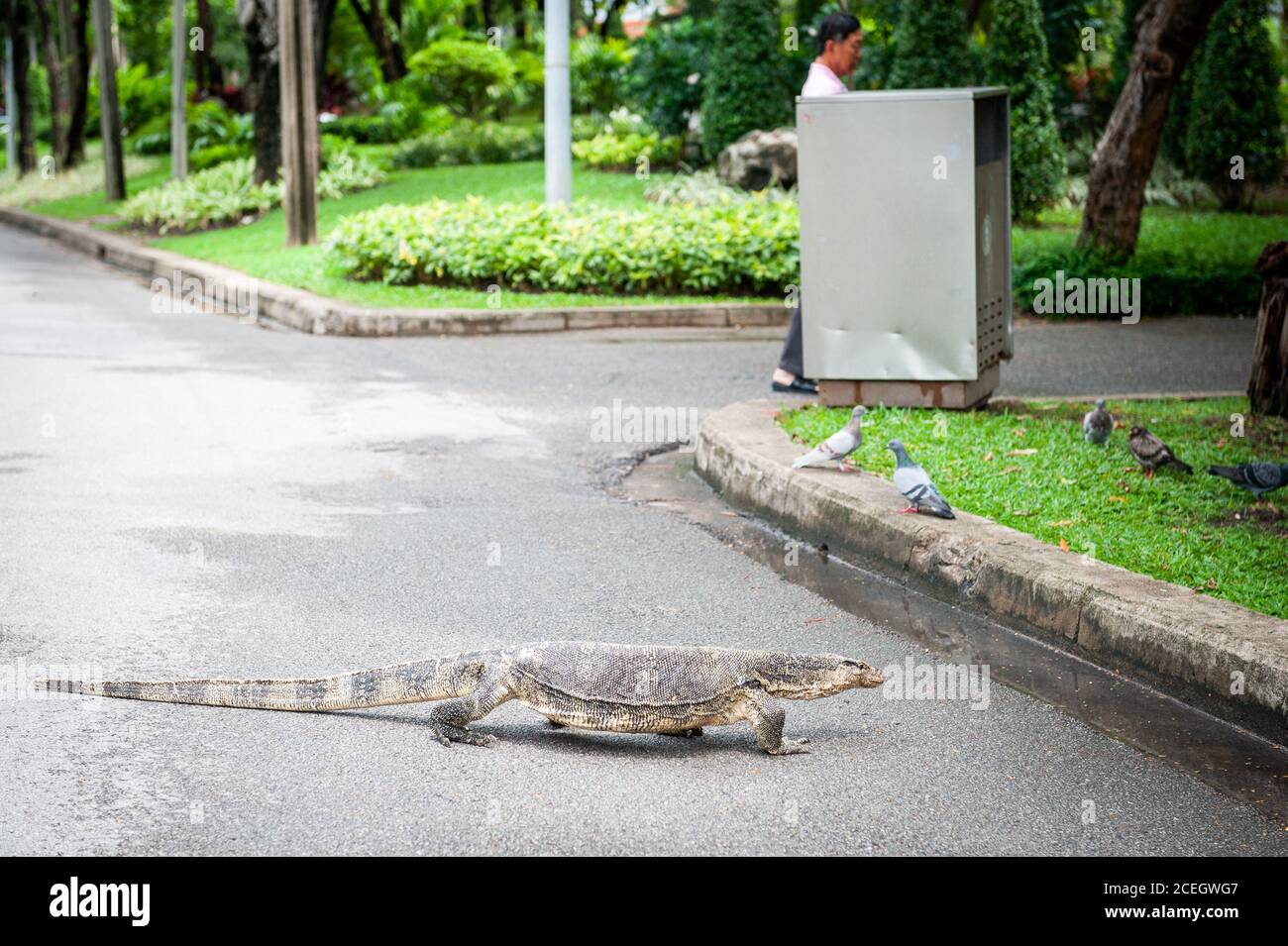 Un lézard géant de surveillance dans le parc Lumphini Bangkok Thaïlande. Banque D'Images