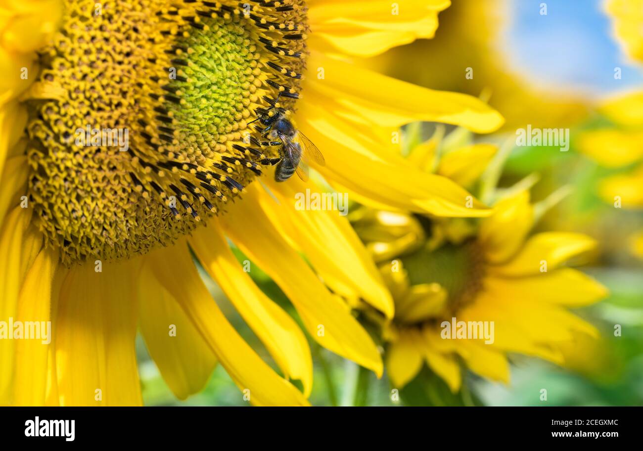 Tournesol commun avec abeille européenne sur les détails de fleurs. Helianthus annuus. API mellifera. Gros plan de fleurs jaunes avec l'abeille ouvrière. Été. Banque D'Images