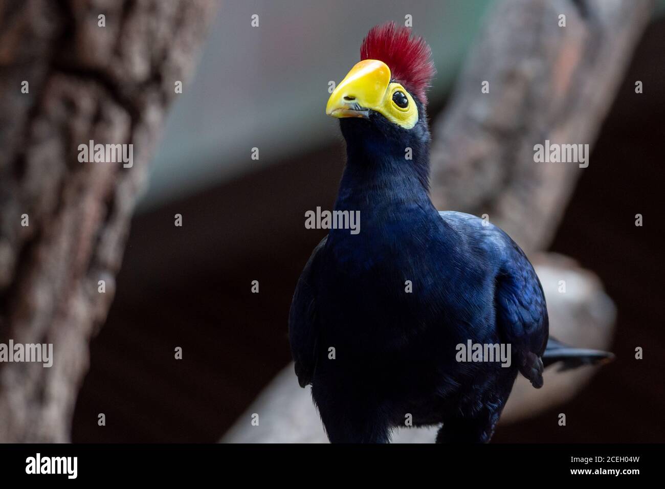Un Turaco de Ross dans les arbres ou Turaco de Lady Ross (Musophaga rossae) est un oiseau africain principalement bleu-pourpre de la famille des Turaco, les Musophagidae Banque D'Images