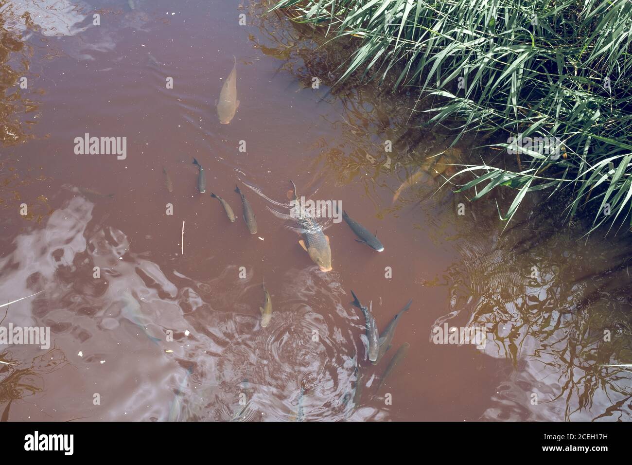 Vue rapprochée des poissons nageant dans l'eau du lac brun avec herbe verte Banque D'Images