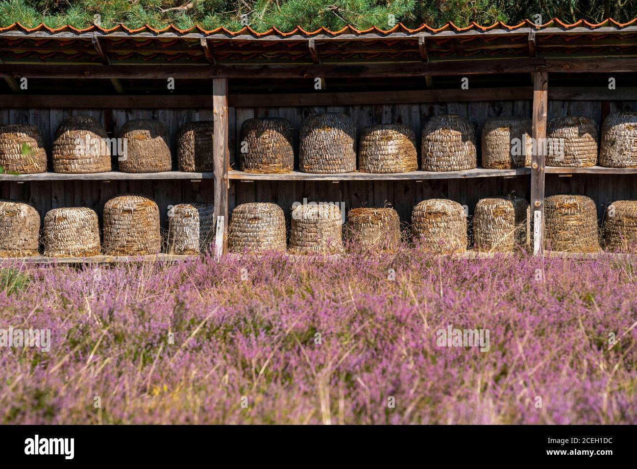 Ruches, pièces d'abeilles dans la Heath de Höpener, fleur de bruyère de la bruyère de balai, dans la réserve naturelle de Lüneburg Heath, Basse-Saxe, Allemagne, Banque D'Images