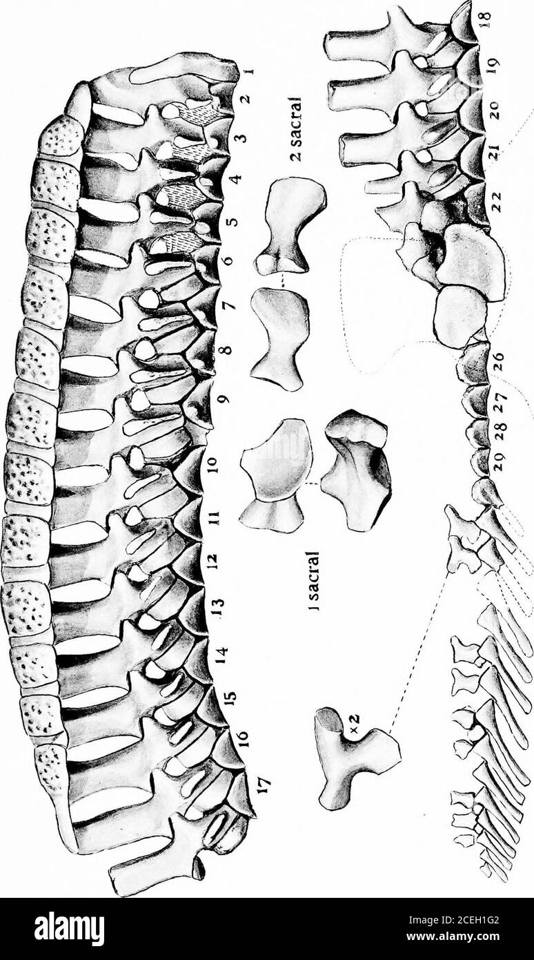 . Révision de l'amphibie et des poissons du Permien de l'Amérique du Nord. -=^^-8-JJ£^^S Cacops aspidephorus. XO. 647 Uni-. De Chicago. X %. Tous les chiffres après Williston.1. Vue supérieure du crâne. 2. Vue inférieure du crâne. 3. Vue latérale du crâne. 4. Surface supérieure de la mâchoire inférieure. CAS—AMPHIBIA ET PISCES. Banque D'Images