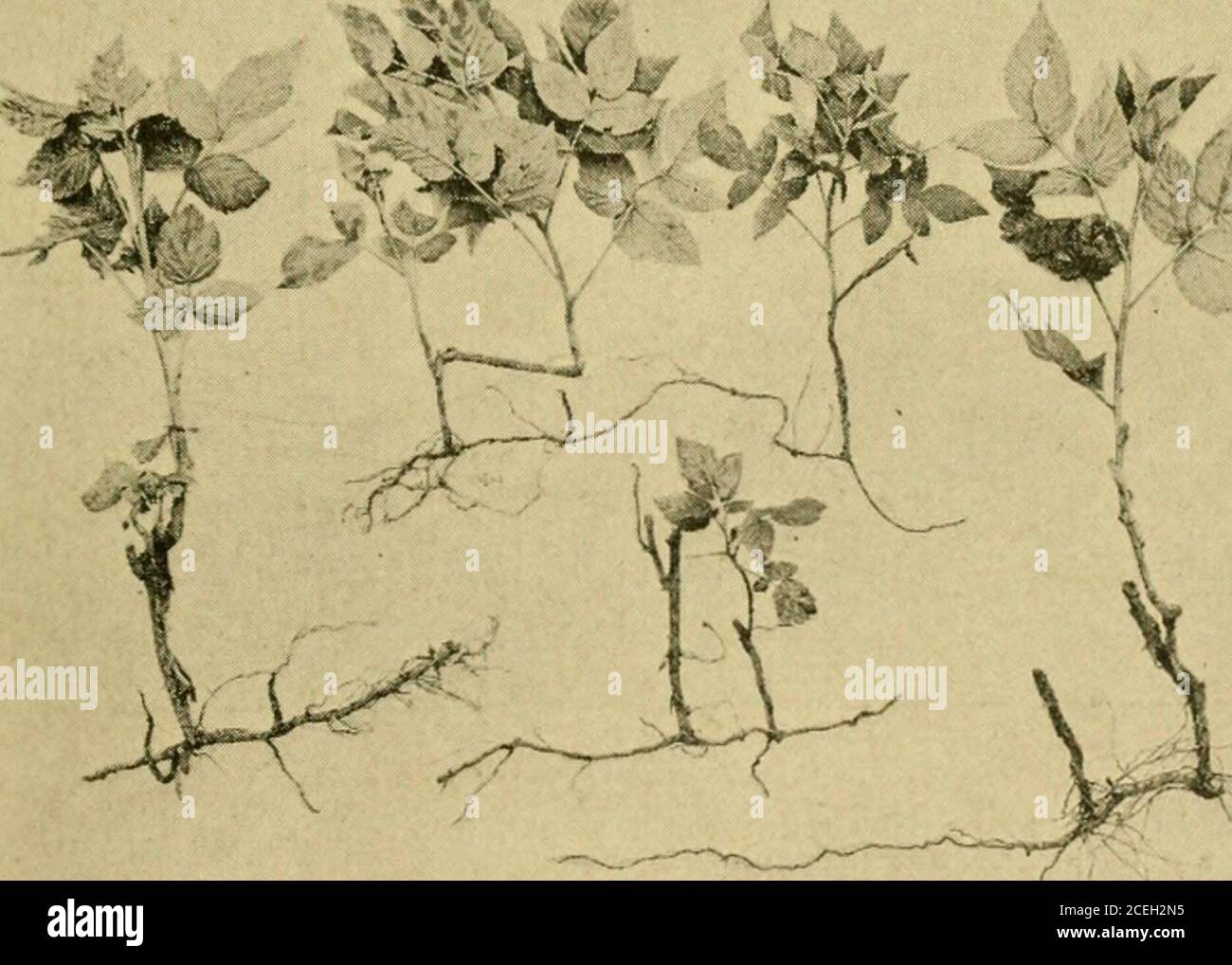 . Propagation des plantes; serre et pratique de pépinière. Avec divers stocks. 2, sansevieria boutures en premier plan, je libber plante à distance moyenne. 3. Dracaena boutures cultivées à partir de bancs de ciitling de canes laidtn. 4. Plantes en caoutchouc prêtes à être marmite du banc. LES CUTTACK 99 n'ont pas été flétris par les temps les plus secs. On a aussi trouvé que la syringation du terrier avec de l'eau a augmenté l'effet de refroidissement, et que c(-inii&gt;aralielv peu d'attention était nécessaire pour arroser. 141. Enraciner les boutures dans les climats secs—parce que l'humidité relative dans les climats secs est faible, comme dans certaines parties de la côte du Pacifique Banque D'Images