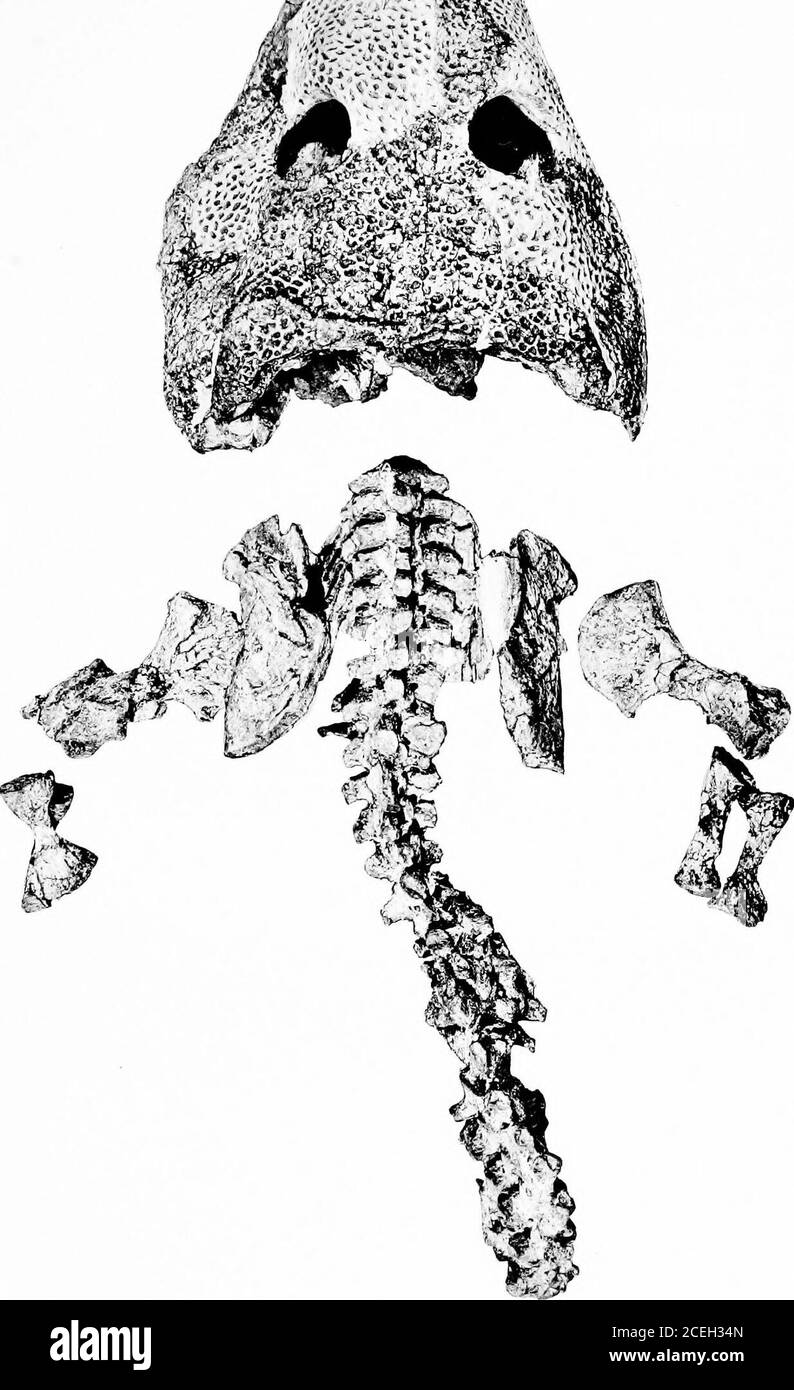 . Révision de l'amphibie et des poissons du Permien de l'Amérique du Nord. /-•«-., r. V •listes 1. Acfietoina iUJiiiiiiiisL Ko. 4205 AM. .MIIS. X 3-, env. CASE—AMPHIBIA ET PLAQUE PISCES 12 Banque D'Images