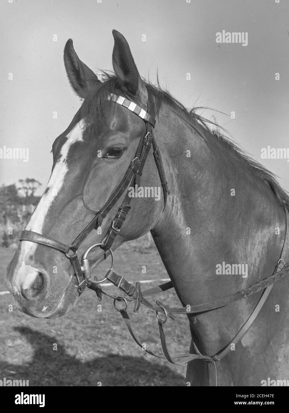 Photo en noir et blanc d'un grand cheval avec bride debout sur la prairie à la lumière du jour en Belgique. Banque D'Images