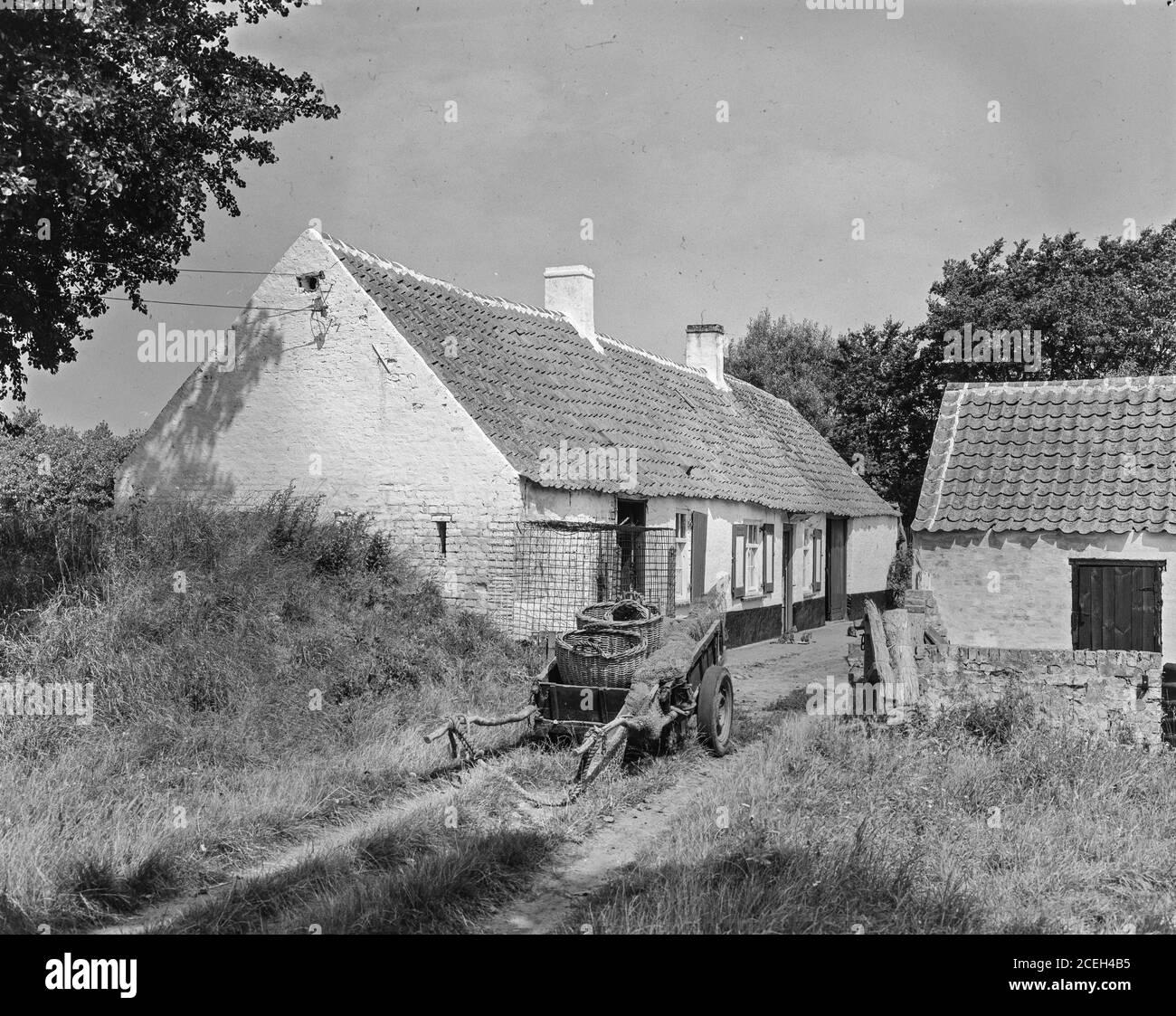 Photo en noir et blanc d'un grand cheval avec bride debout sur la prairie à la lumière du jour en Belgique. Banque D'Images