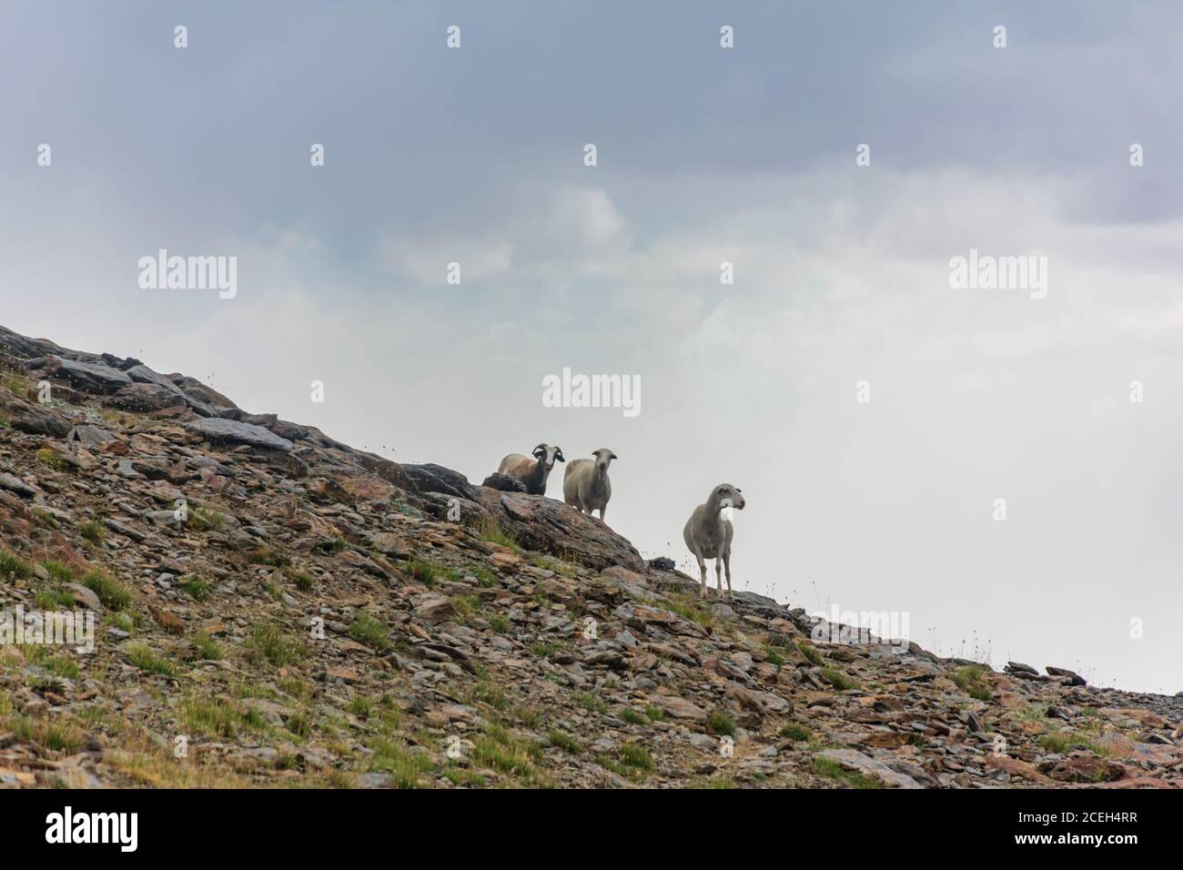 Trois moutons sur une pente dans le parc naturel de la Sierra Nevada, Grenade. Banque D'Images