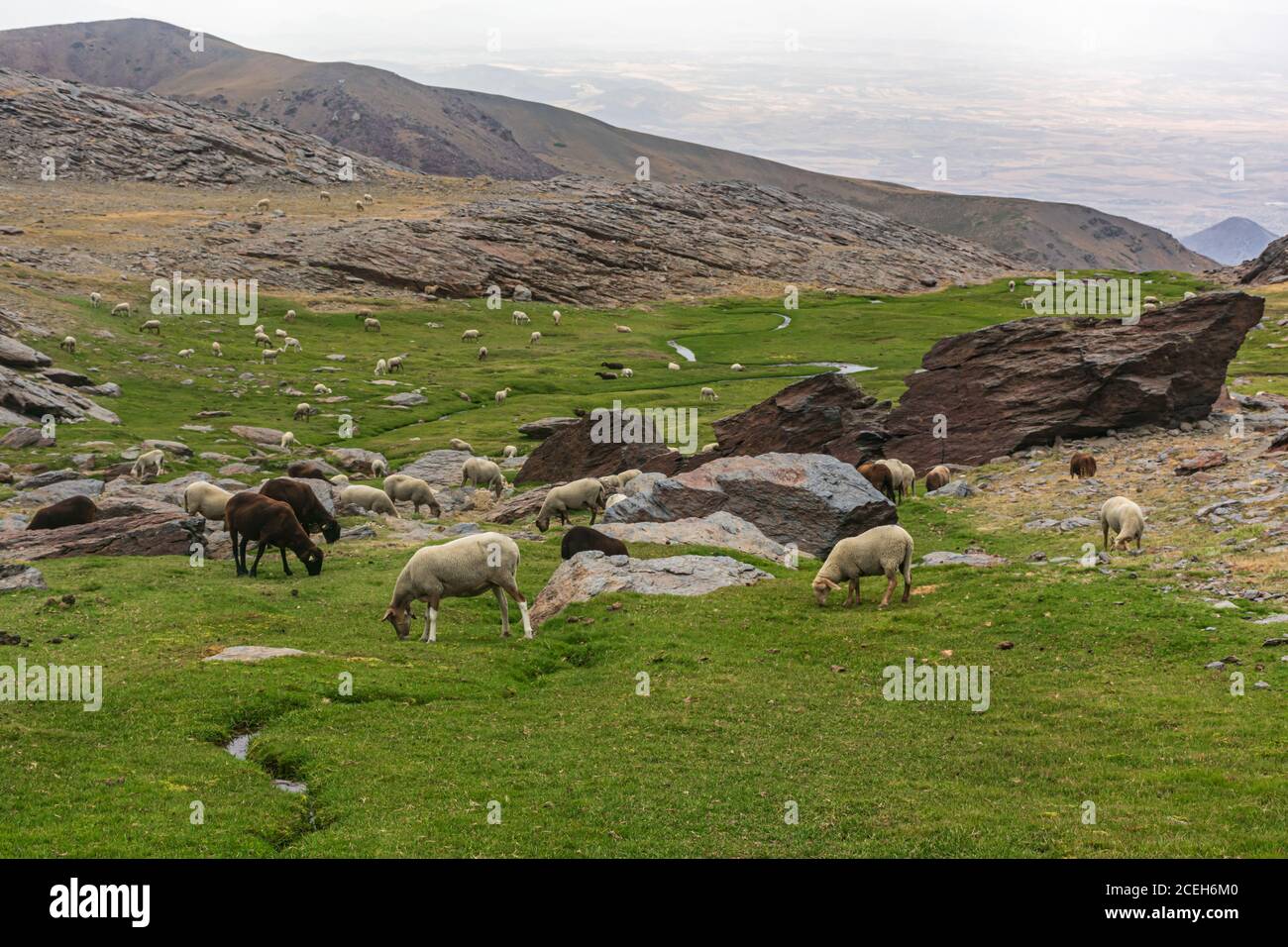 Troupeau de moutons paissant sur les sommets de la Sierra Nevada Banque D'Images