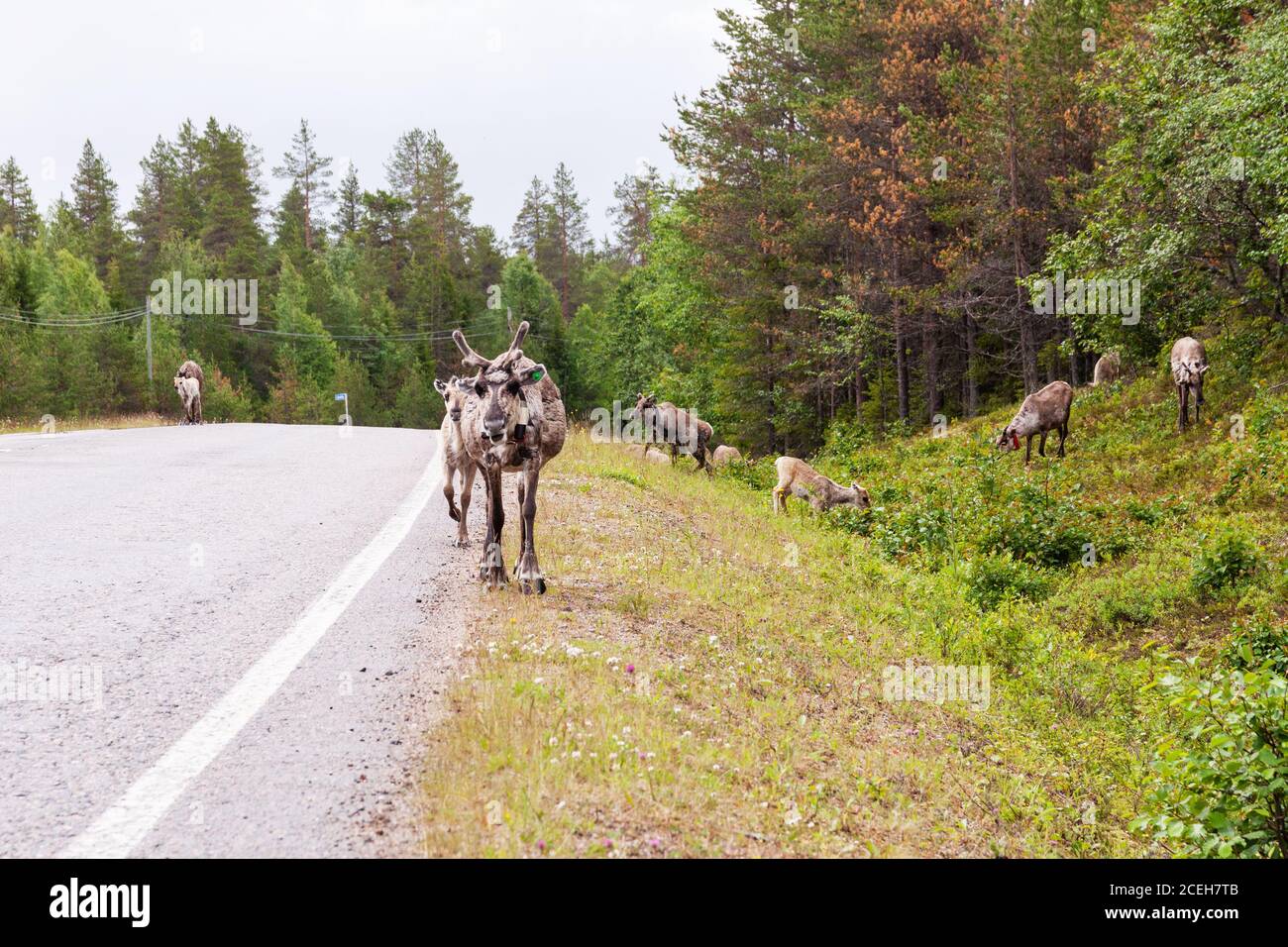 Rennes domestiques marchant sur une route en été en Laponie, dans le nord de la Finlande Banque D'Images