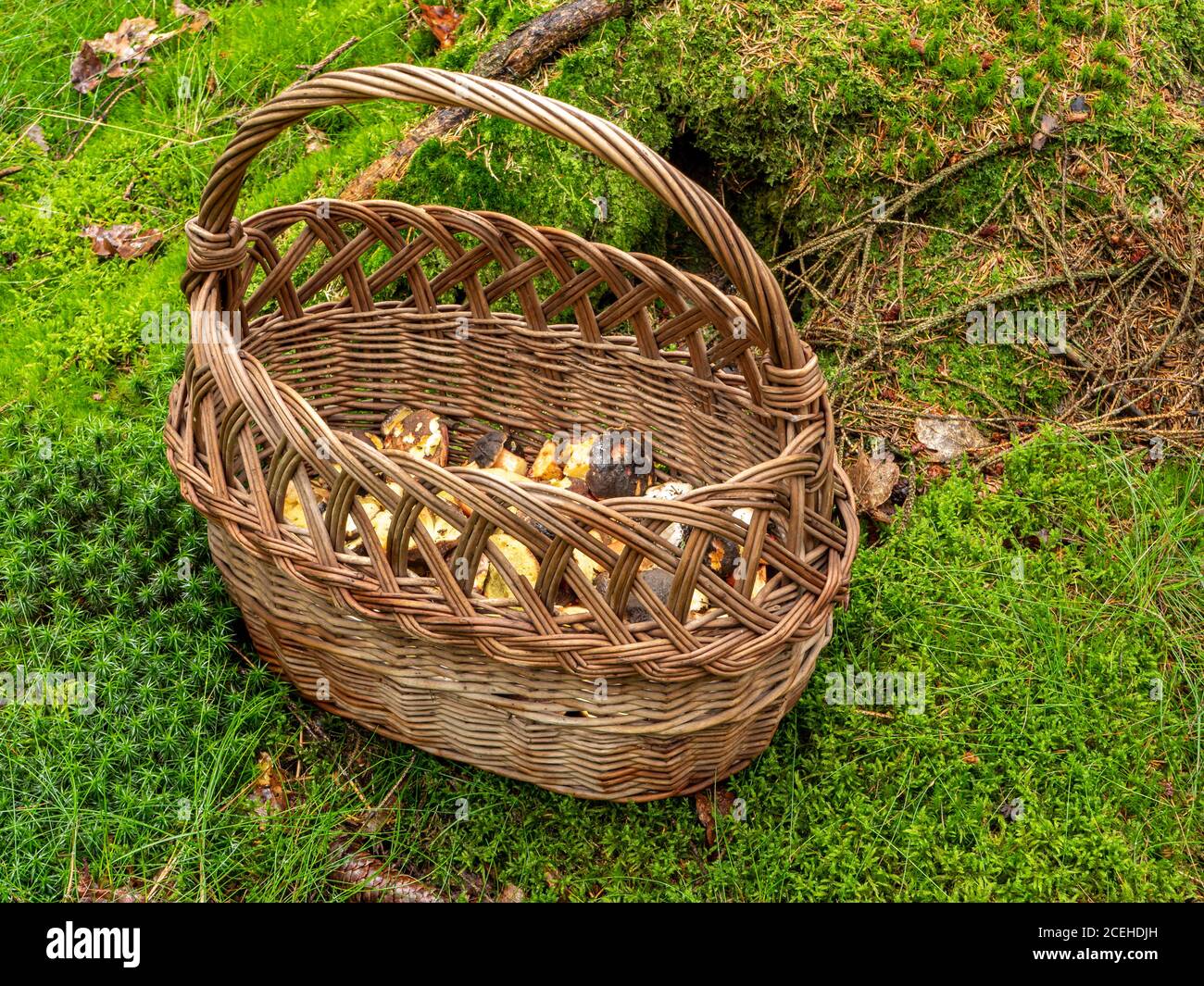 Panier et champignons sont dans la forêt Banque D'Images