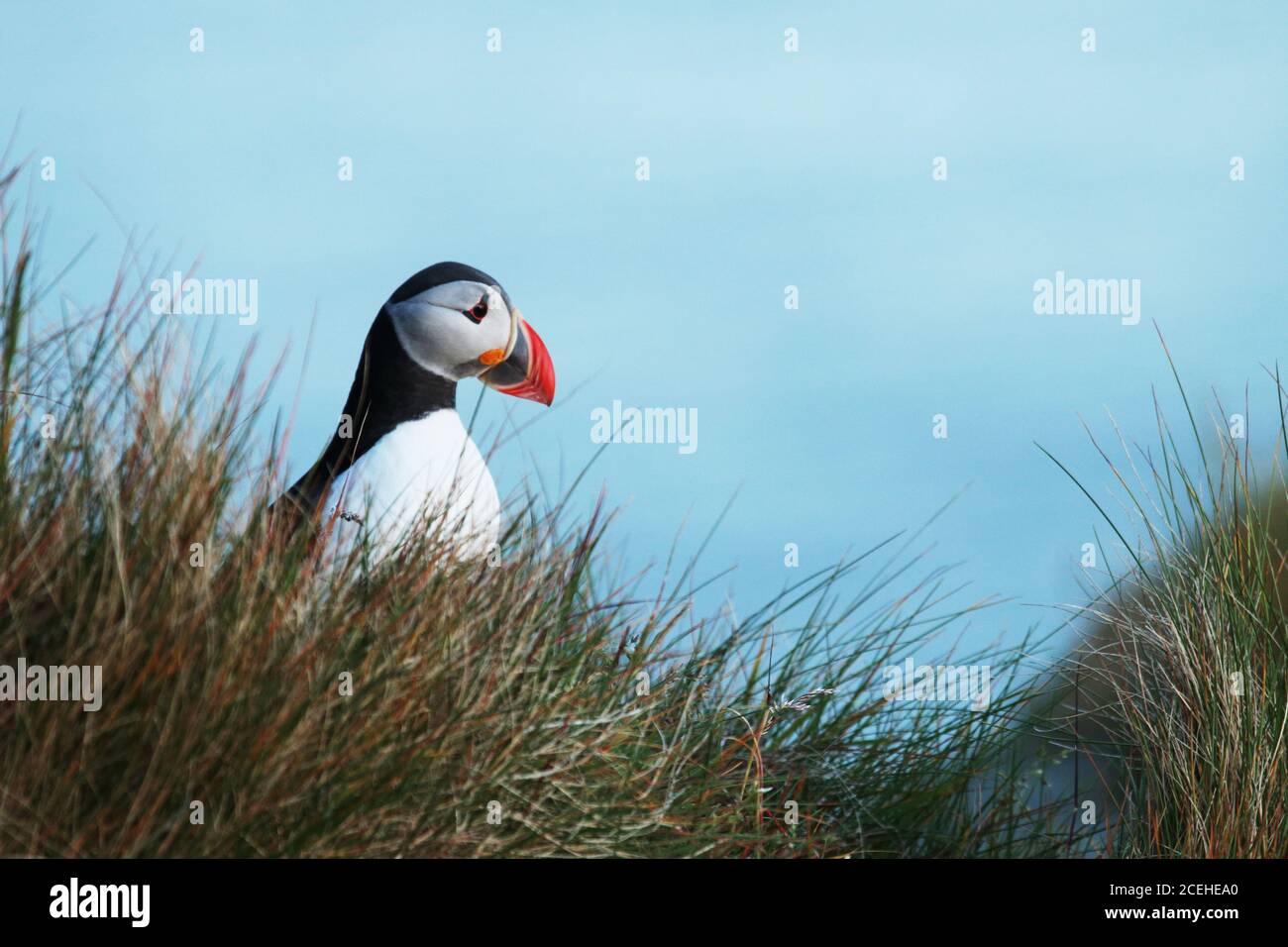 Macareux de l'Atlantique, Fratercula arctica, sur une falaise herbeuse sur la côte norvégienne de l'île de Runde, Møre og Romsdal. Banque D'Images
