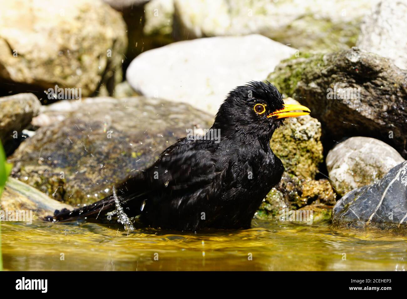 Oiseaux dans un jardin bavarois Banque D'Images