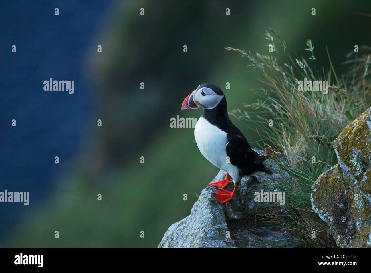 Macareux de l'Atlantique, Fratercula arctica, sur une falaise herbeuse sur la côte norvégienne de l'île de Runde, Møre og Romsdal. Banque D'Images