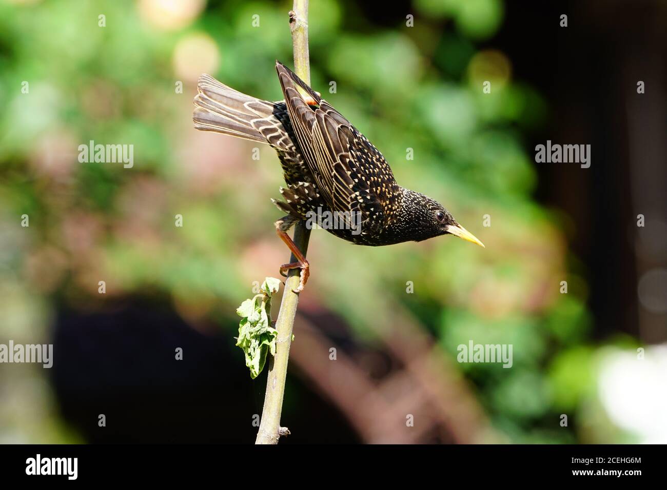Oiseaux dans un jardin bavarois Banque D'Images