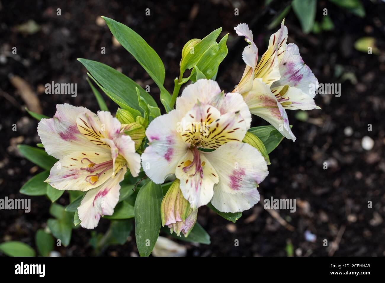 Alstroemeria, portrait de fleur Banque D'Images