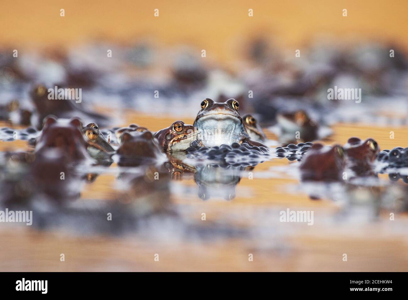 Un portrait de deux grenouilles communes européennes, Rana temporaria au printemps, fraie dans une lande de nature estonienne. Banque D'Images