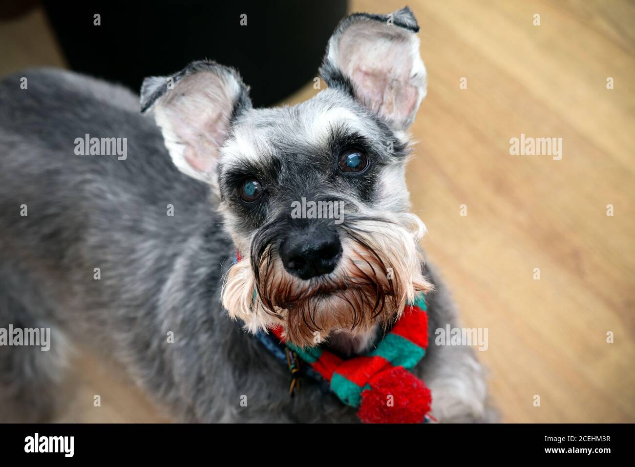 Chien Schnauzer nain Banque D'Images