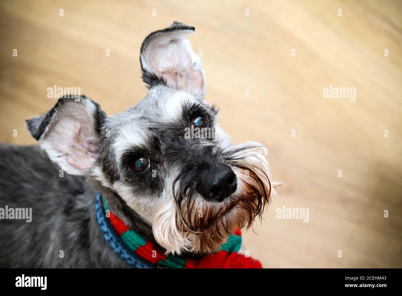 Chien Schnauzer nain Banque D'Images