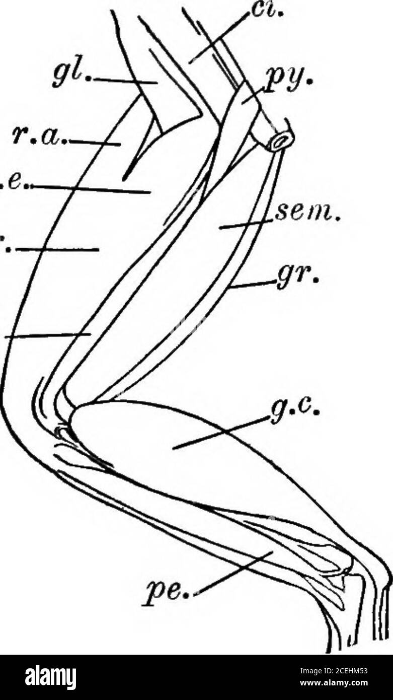 . Un introductionto physiologie. e côté médian,le semi-membranosus; entre ceux-ci, le nar- INTKODUCTION haute rangée biceps femoris. (Fig. 1.) Diversement prudent du tissu conjonctif entre le demi-mém-branosus et le biceps femoris. Sur le tirage de ces muscles à part, le nerf sciatique et les vessélesfémoraux seront vus. Clearthe Nerve avec des scus-chors et des forceps de P^le genou à la colonne ver- tr.tebral. Thenerve lui-même ne pourrait pas être touché avec les instruments. Nearthe pelvis il sera benecessaire de diviser le thepyriforme et les muscles ilio-coccygiens :Évitez soigneusement le „ „ , ,, ^ , . ,,. ^ , • Pig. 1 Banque D'Images