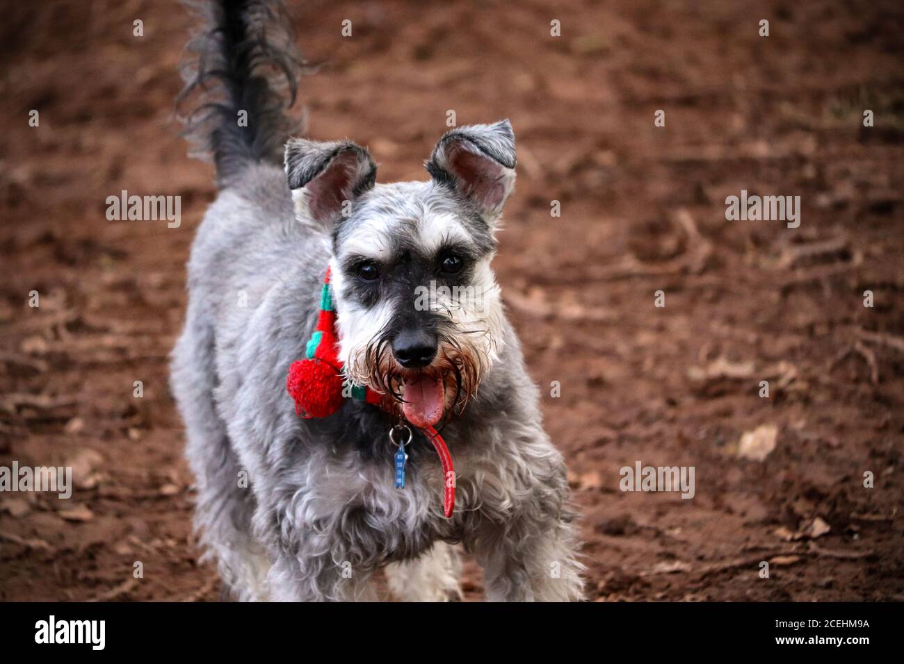 Chien Schnauzer nain Banque D'Images