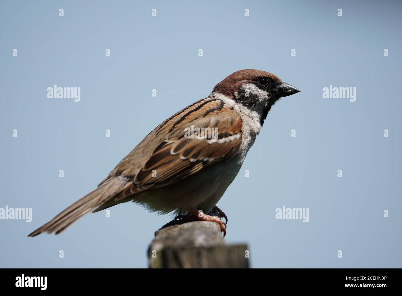 Oiseaux dans un jardin bavarois Banque D'Images