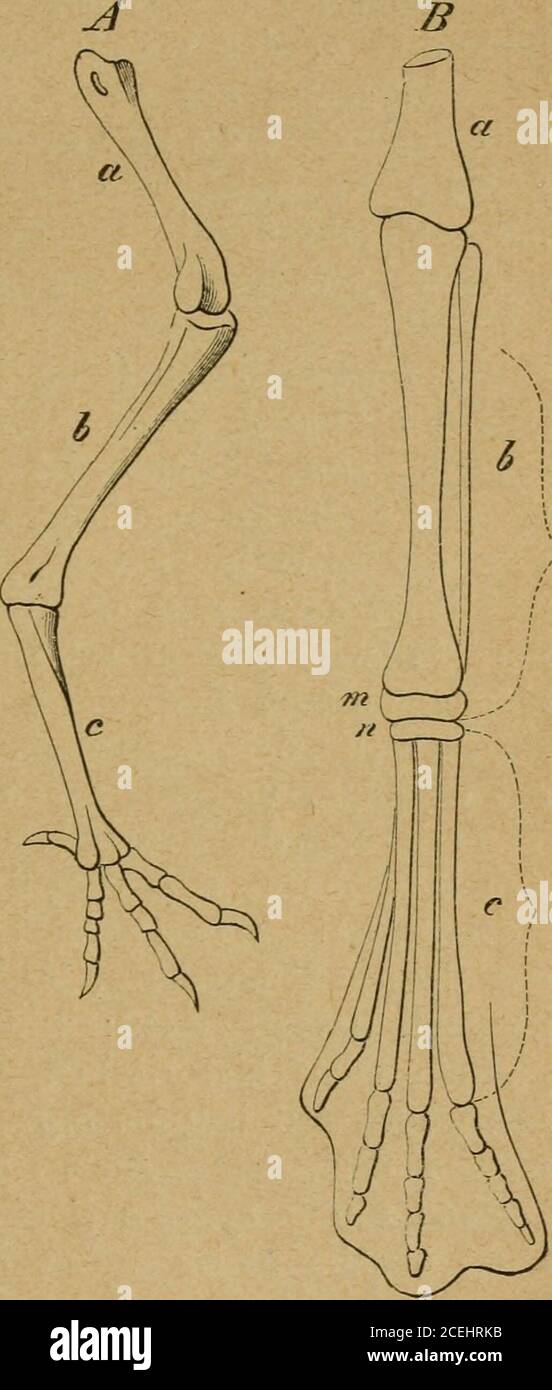 Die richtige Auf-fassung des thatbestandes von A, wenn auch nochnicht die  Ursache des thatbestles gegegeben. FOL-gendes Beispiel ist  etwasschwieriger. Die ver-gleichende Anatomie ver-mag ohne die  Entwicke-lungsgeschichte nicht zuerklären , warum derMensch