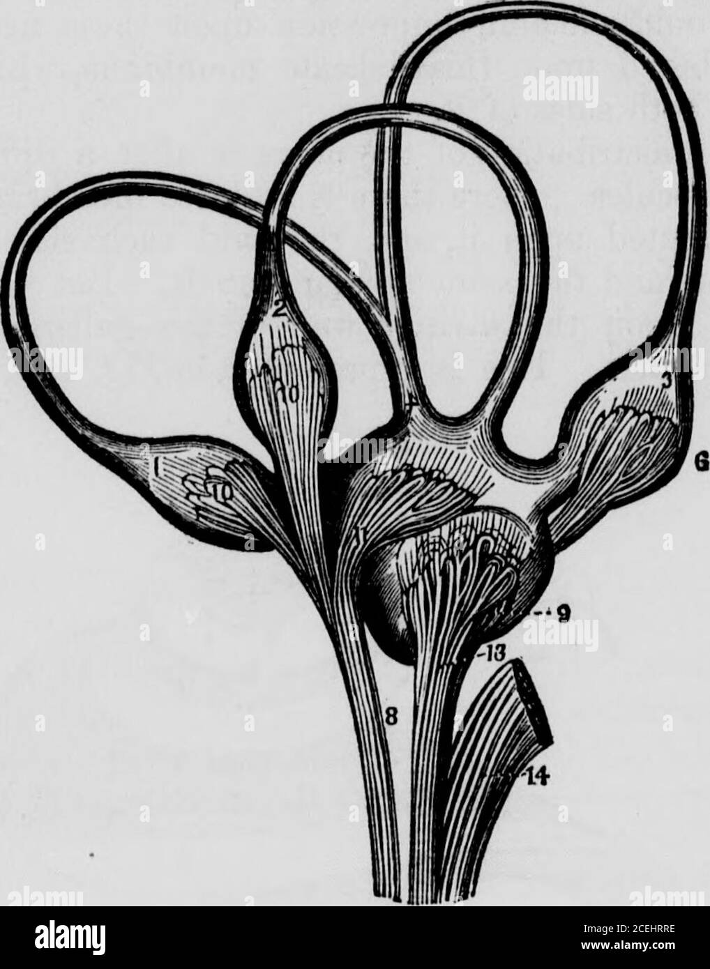 . Physiologie humaine : conçu pour les collèges et les classes supérieures dans les écoles, et pour la lecture générale. Fluide. Dans le vestibule et les semi-circularcanaux, il y a une deuxième membrane. Elle est séparée de la première membrane et se détache dans les cavités. Il fait un closesac, et comme il s'étend du vestibule aux semi-circularcanals, il est très irrégulier dans sa forme. Ce sac contient un fluide, et le fluide sécrété de la membrane qui tapit les bonébathes à l'extérieur du sac. Maintenant, c'est sur le mém-brane délicat qui forme ce sac, que les fibres du nerf arédistribué, ainsi Banque D'Images