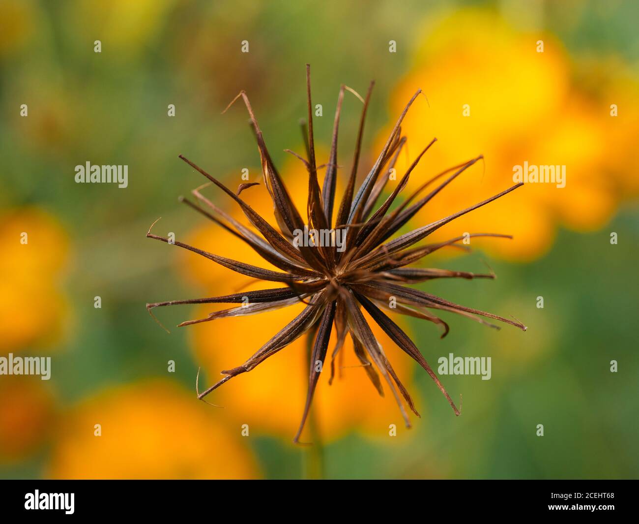 Tête de semence mature d'une fleur de Cosmos sulfureus Photo Stock - Alamy