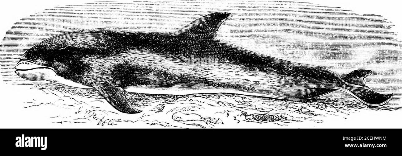 . Les phoques et les baleines des mers britanniques. 1858, se trouve dans la Ann. Et Mag. De NAT. Hist. (3e série) pour août 1864, vol. xiv., p. 133. DAUPHIN À BEC BLANC. La dernière espèce de la liste britannique, le dauphin à bec blanc {Delphinusalbirostris, J, E. Gray ; LagenorJiynchiis albirostris, J. E. Gray, Zool. Erebusan Terror), est également d'une rare occurrence : il est originaire de l'Atlantique Nord, a eu lieu aux îles Féroé, et sur les côtes de la Norvège et de la Suède, 126 PHOQUES ET BALEINES DES MERS de BRLTLSH. Et le Danemark, également à Ostende, mais peu est connu de ses habitudes. Un dauphin Banque D'Images