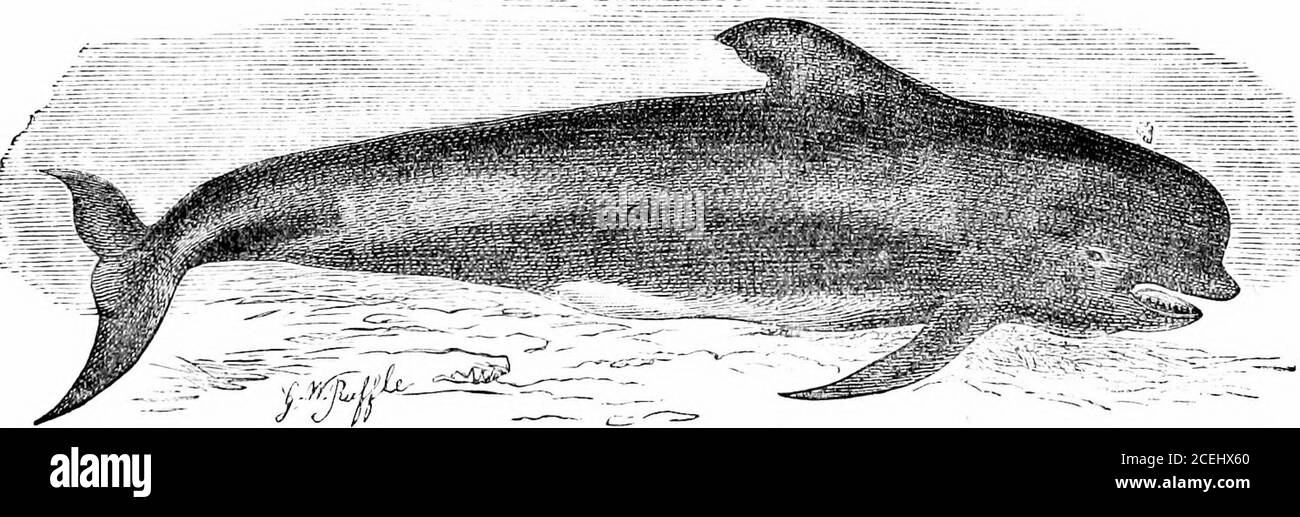 . Les phoques et les baleines des mers britanniques. Mâchoire supérieure. En apparence générale, le Rissos Dolphin, plus particulièrement les spécimens de couleur foncée, ressemble beaucoup à l'espèce suivante {Globicplialus vielas). De ses habitudes et de la distribution nothingpositive est connu, mais de sa visite en France et en Angleterre au printemps ou en été, M. Fischer conclut que cette espèce est migratrice, visitant les theshores de l'Europe en été, et passant en hiver soit au sud vers la côte de l'Afrique, Ou à l'ouest vers le continent américain.! * Trans. Zool. SOC, vol. Viii, p. 3. + /. c. p. 13. Banque D'Images