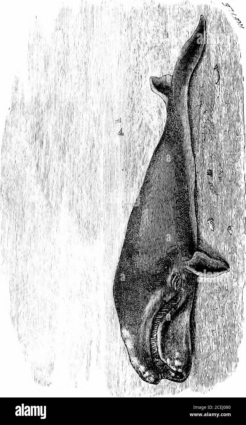 . Les phoques et les baleines des mers britanniques. La baleine se compose entièrement de petits animaux marins, en particulier une sorte de crevettes, que l'on trouve en grande abondance dans les mers arctiques. Cette espèce reste rarement sous l'eau pendant plus de dix à quinze minutes, retournant à la surface pour respirer, qui, si non perturbé, occupe de deux à trois minutes. Le capitaine Gray, cependant, l'a connu quand harpooned pour rester sous l'eau cinquante minutes. Le professeur Owen décrit la disposition de thewonderful pour stocker le sang dans un vaste ple.xus de sang-vesselstrouvés dans la Cetacca, à l'arrière des poumons et entre eux et le Banque D'Images