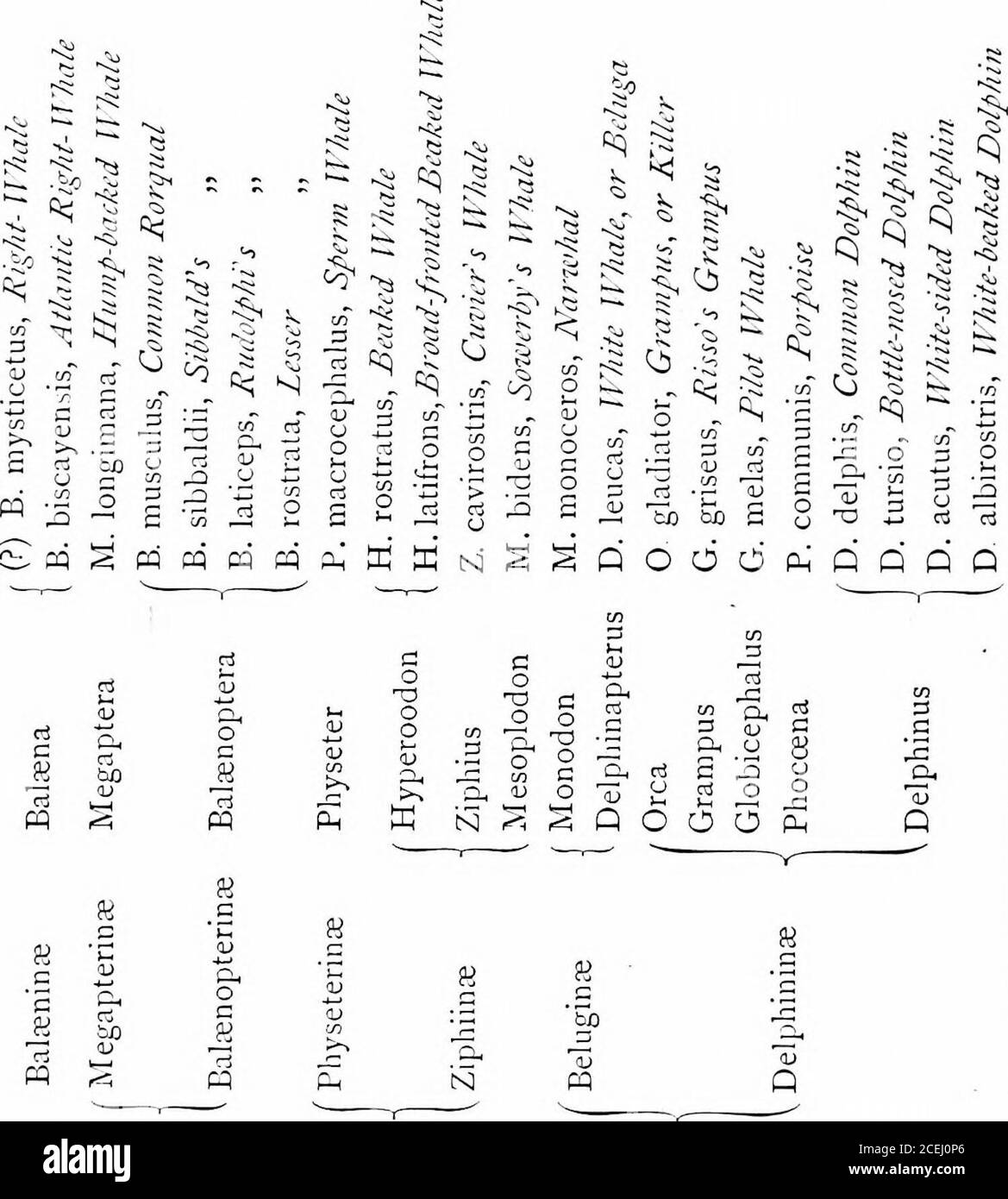 . Les phoques et les baleines des mers britanniques. Enera* appartiennent aux rorquals, qui se trouvent parfois dans les Britishseas. Le deuxième sous-ordre, Odontoceti, contient les familles de Pliysetreridce, représentées par le cachalot, le Baleine Ã bec, et plusieurs espèces apparentées; Platanistidce, composé de quelques formes curieuses que l'on trouve seulement en Inde et en Amérique du Sud; DC/phinida; comprenant le Narwhal, le béluga ou le Baleine blanche, le Grampus, le Porpoise et le dauphin. Le nombre total de Cetaccaa a été estimé de façon variable; Dr Gray, dans 1S64, a décrit trente, et en 1873, trente-trois espèces; tandis que Bell, qui W Banque D'Images