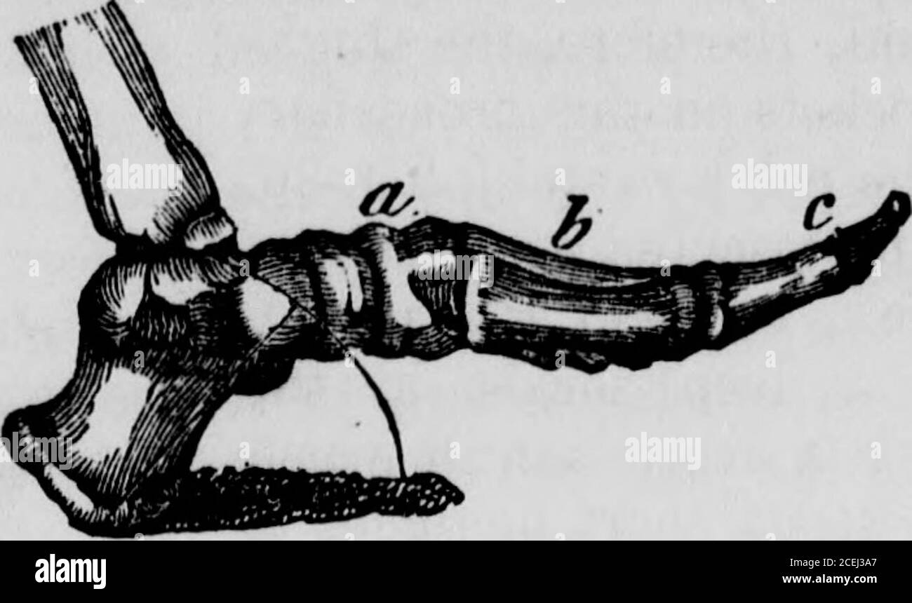 . Physiologie humaine : conçue pour les collèges et les classes supérieures dans les écoles, et pour la lecture générale. h LES OS. 195 élasticité du pied. Disposition des joints. FIGURE 105.. du tarse aux orteils. Les orteils, c, ont quatorze os.l'objet d'avoir tant d'os dans le corps du pied isto lui donner un certain printemps, qui protège contre les chocs,et facilite le mouvement. Sa forme arqué tend également à sécuriser l'objet thesame. Dans chaque mouvement du pied il y a un mouvement de slightmmotion entre tous ces os. Ainsi, en marchant, quand le premier pied touche le sol, il fait s. Banque D'Images