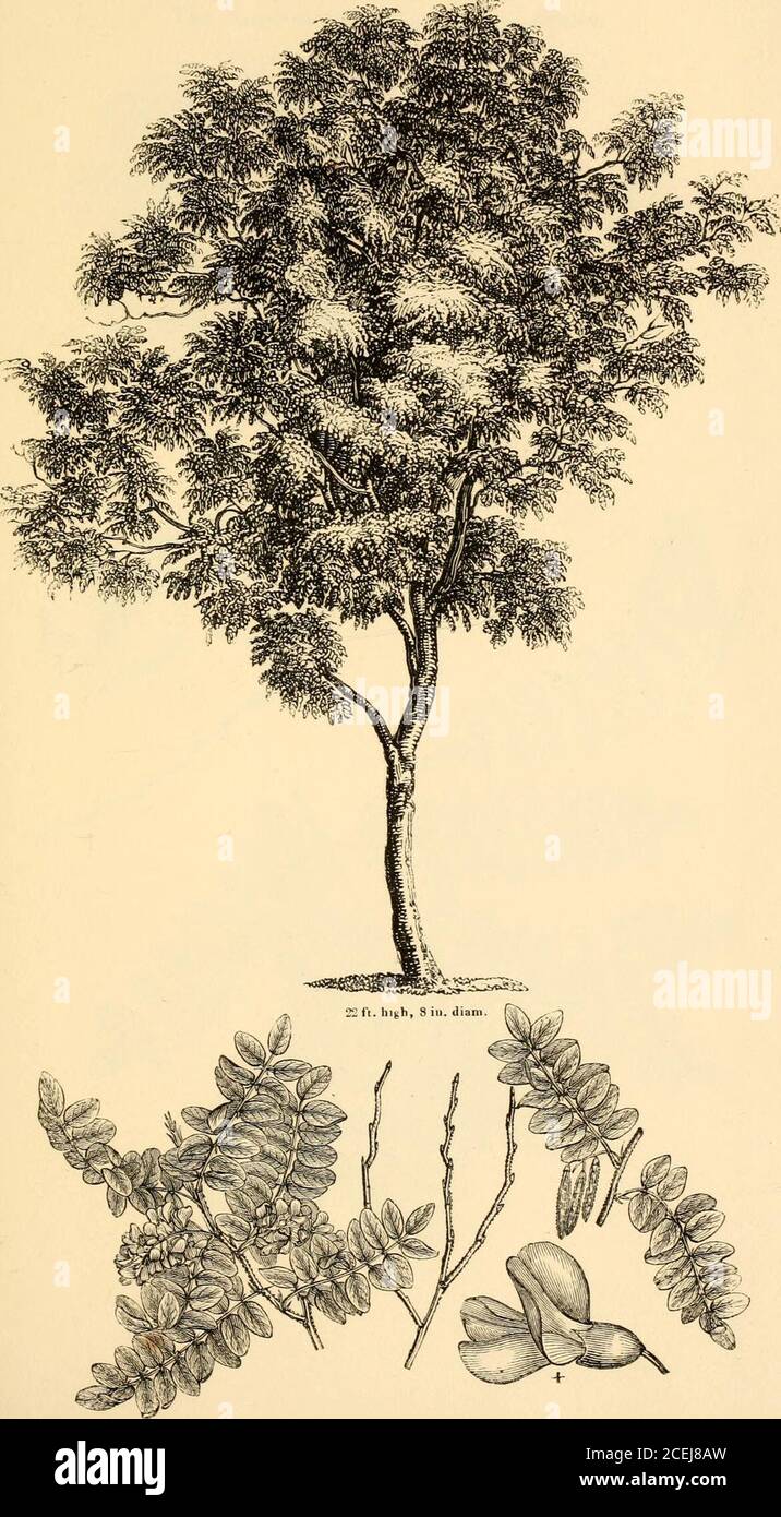 . Arboretum et fruticetum britannicum; ou, les arbres et arbustes de Grande-Bretagne, indigènes et étrangers, rustiques et semi-rustiques, délimités par des illustrations et des éléments botaniques, et décrits scientifiquement et populairement; avec leur propagation, leur culture, leur gestion et leurs utilisations dans les arts, dans les plantations utiles et ornementales, et dans le jardinage paysagiste; précédé d'un plan historique et géographique des arbres et arbustes des climats tempérés dans le monde entier. XX, ch. Robinia viscosa.The clammy Robinia. 73. .^- XX. F. Robinm (hlspida) macrophylla.The long-leaved Robinia, ou Rose Acacia. 73 a. Banque D'Images
