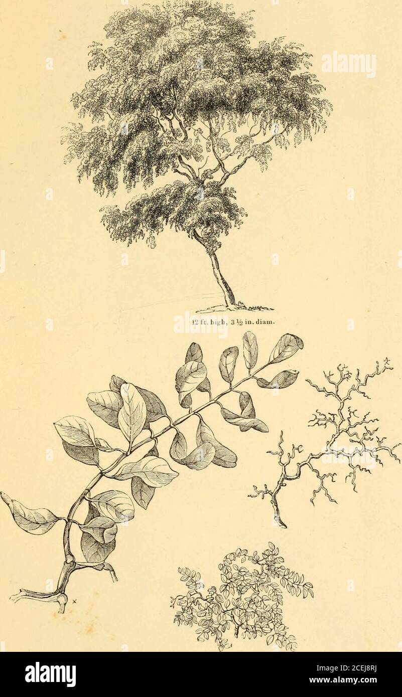 . Arboretum et fruticetum britannicum; ou, les arbres et arbustes de Grande-Bretagne, indigènes et étrangers, rustiques et semi-rustiques, délimités par des illustrations et des éléments botaniques, et décrits scientifiquement et populairement; avec leur propagation, leur culture, leur gestion et leurs utilisations dans les arts, dans les plantations utiles et ornementales, et dans le jardinage paysagiste; précédé d'un plan historique et géographique des arbres et arbustes des climats tempérés dans le monde entier. XX. B. B.obmia Vseud-Acacia tortuosa.The Twisted-leaved Robinia, ou False Acacia. 72. XX. Ch. Robinia viscosa.The clammy Robinia. 73 Banque D'Images