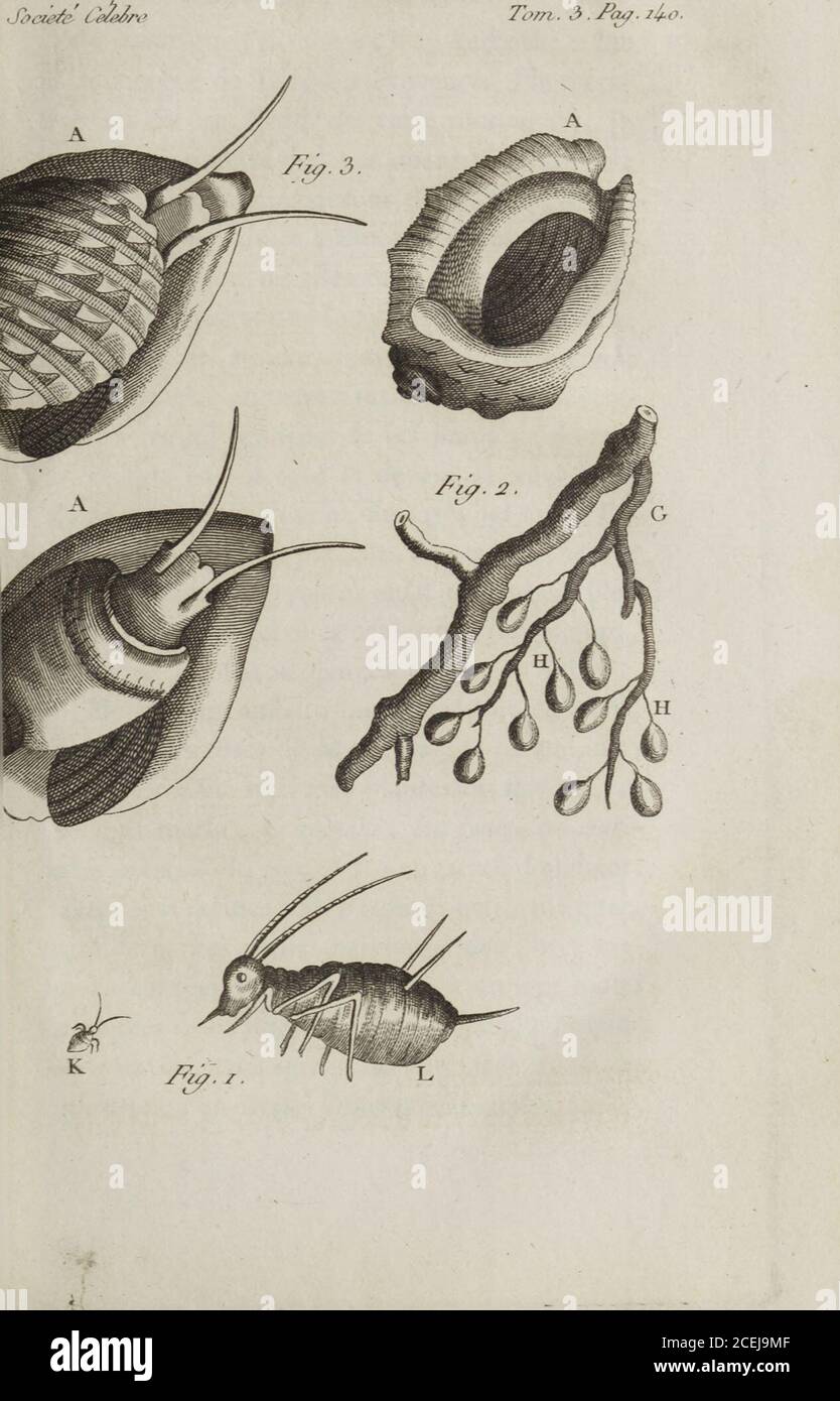 . Mémoires d'une société célèbre, résidentiel comme corps littéraire et académique; depuis le commencement de ce siècle, ou, mémoires des Jésuites sur les sciences, les belles-lettres et les arts. Yantarrachée, japperçus mes & mangtantés dotés ; jen fus furpris , fourrure - toutnayant fentî aucune piquure, et je le fus en-core davantage , lorfquant vifié la plante ^japperçus le dos des feuilles entiècou-vert dun nombre infini de petits infects rou-comment e fang, dapperçus le dos des feuilles, et daplis. Ils étoient fi tendres , que jeles ëcrafois très-installation , pour Banque D'Images