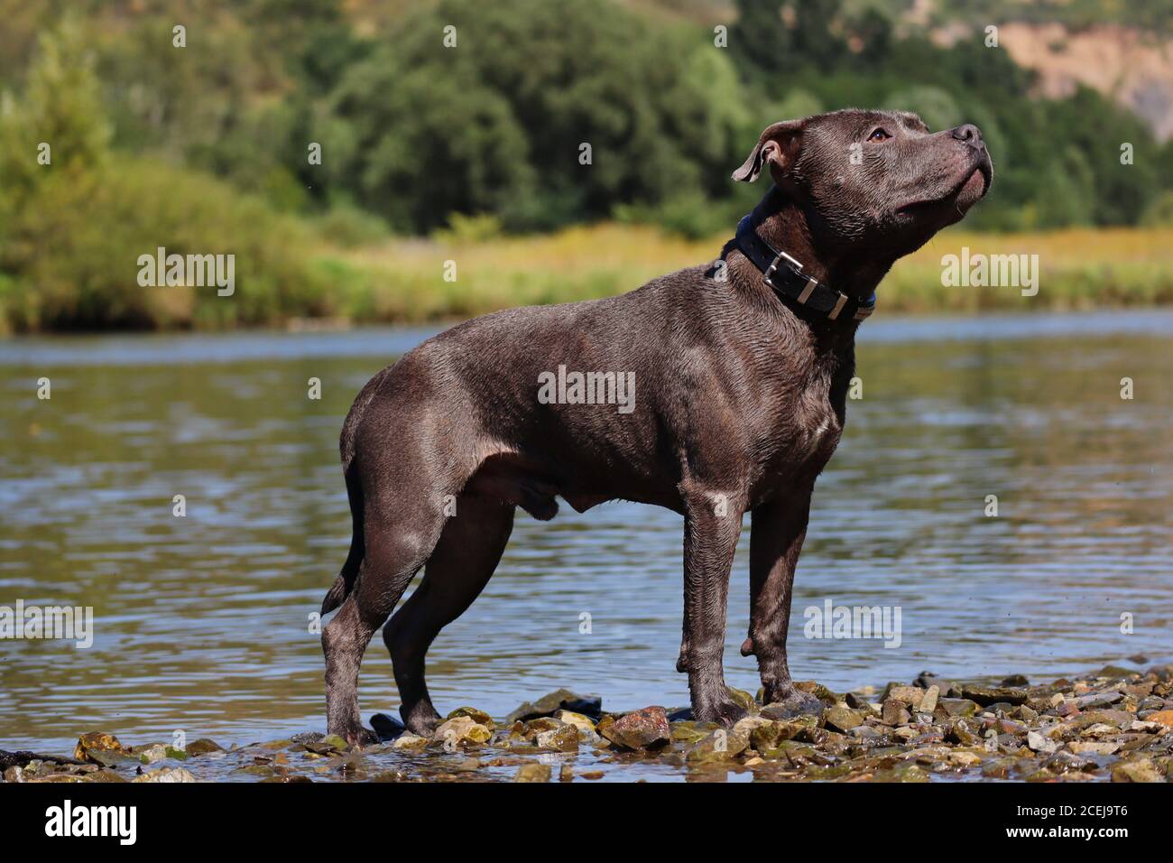 English Staffordshire Bull Terrier posé sur la rive de la Vltava. Staffy bleu debout à côté de l'eau dans la nature tchèque. Banque D'Images