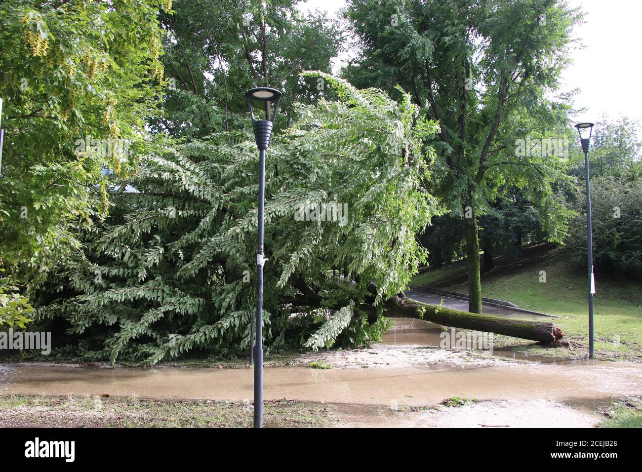 Gros plan d'un arbre vers le bas après une tornade Banque D'Images