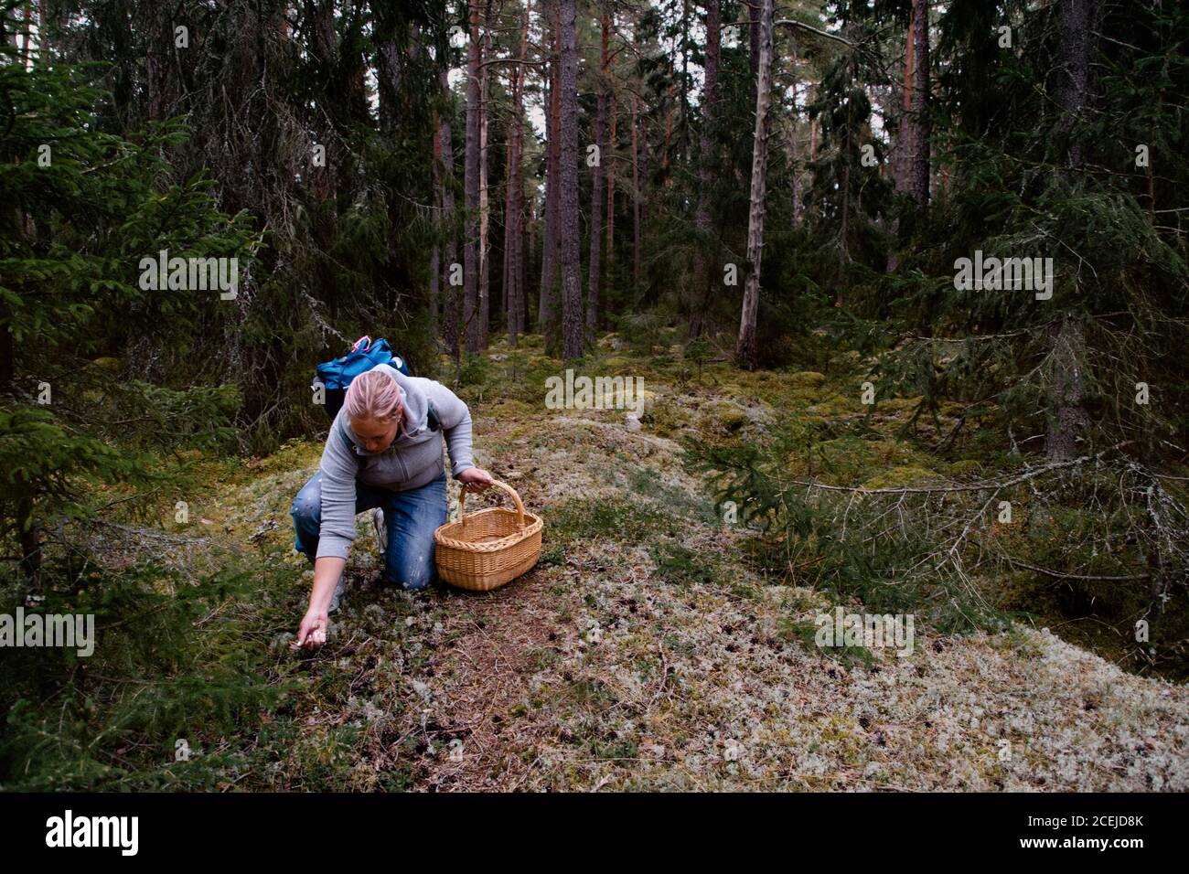 Femme avec un panier dans la forêt, cueillant des mûres, des bleuets et des chanterelles le jour de l'automne en Suède. Banque D'Images