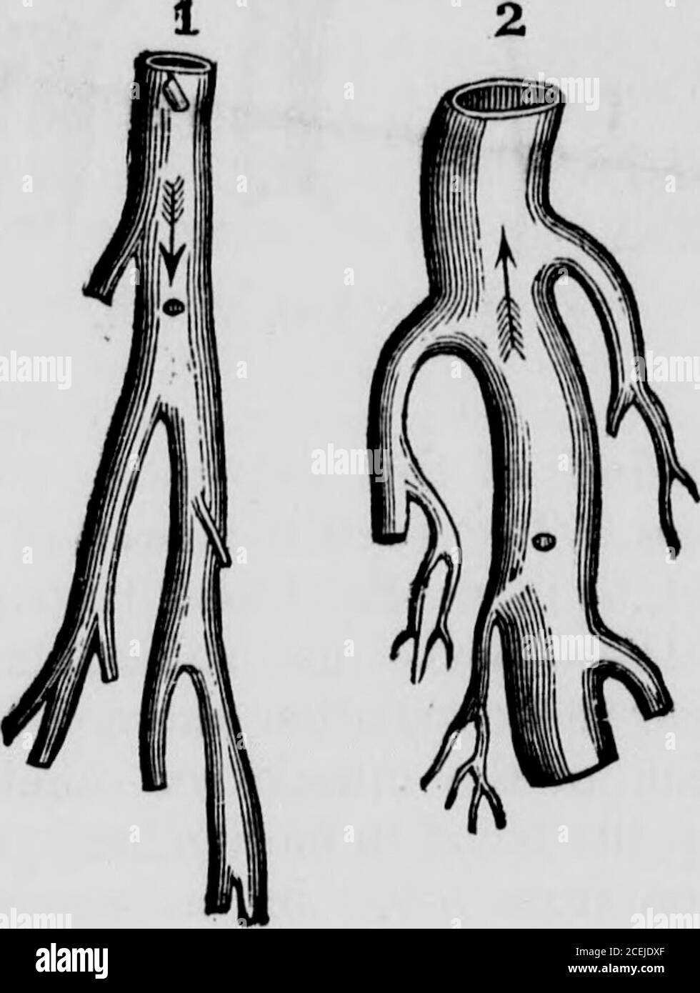 . Physiologie humaine : conçue pour les collèges et les classes supérieures dans les écoles, et pour la lecture générale. Le pouls, est causé par cette impulsion. Si les artères étaient des tubes lax, le pouls ne pouvait pas être ressenti à une grande distance du cœur. Au lieu d'être distinct, comme il est maintenant, avec chaque battement du coeur almostto les extrémités même du système artériel, il serait mal confondu par le rendement des tubes, même assez près du coeur, et à une distance de cet organe il serait en-tiperdue. 101. Outre la fermeté des artères, il y a une autre circonstance qui favorise le freene Banque D'Images